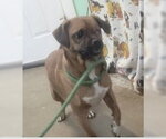 Small Photo #2 Pug-Unknown Mix Puppy For Sale in Oakhurst, NJ, USA