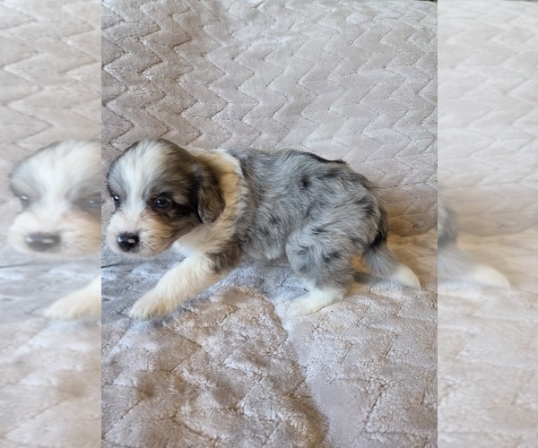 Medium Photo #13 Aussiedoodle Puppy For Sale in WILLS POINT, TX, USA