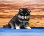 Small #1 Pomsky