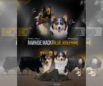 Small Photo #1 Pembroke Welsh Corgi Puppy For Sale in PRINEVILLE, OR, USA