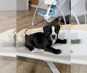 Boxer Puppy for sale in JOHNSON CITY, TN, USA