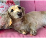 Small Photo #6 Dachshund Puppy For Sale in BUCHANAN, GA, USA
