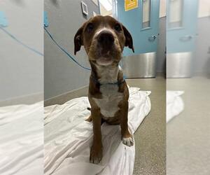 Mutt Dogs for adoption in Las Vegas, NV, USA