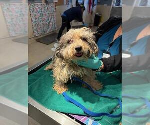 Maltese Dogs for adoption in Riverside, CA, USA