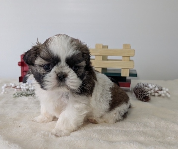 Medium Photo #13 Shih Tzu Puppy For Sale in GOSHEN, IN, USA