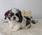 Small #12 Shih Tzu