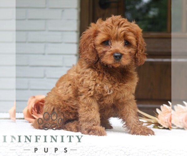 Medium Photo #4 Cavapoo Puppy For Sale in NARVON, PA, USA
