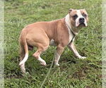 Small #5 American Pit Bull Terrier Mix