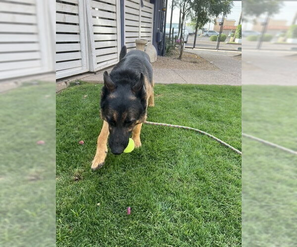 Medium Photo #4 German Shepherd Dog Puppy For Sale in phoenix, AZ, USA