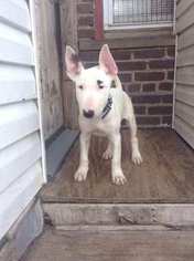 Bull Terrier Puppy for sale in CAMBRIA HEIGHTS, NY, USA