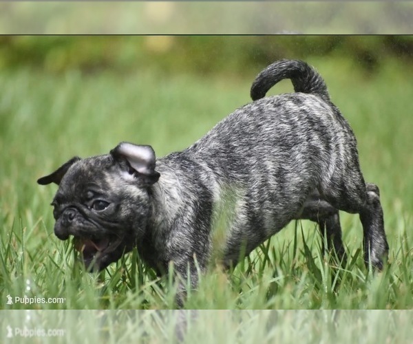 Medium Photo #4 Pug Puppy For Sale in PALM COAST, FL, USA