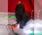 Small Photo #2 Goldendoodle-Newfoundland Mix Puppy For Sale in BUFORD, GA, USA