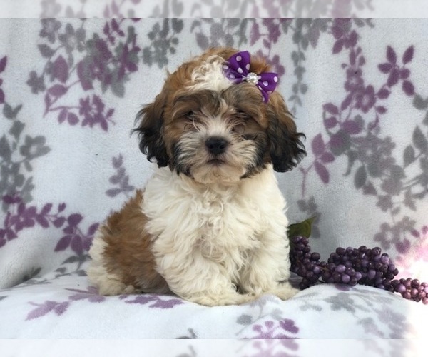 Medium Photo #20 Zuchon Puppy For Sale in LAKELAND, FL, USA
