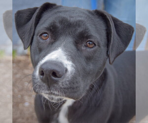 Medium Photo #1 Boxer-Unknown Mix Puppy For Sale in Huntley, IL, USA