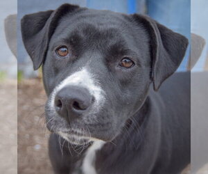 Boxer-Unknown Mix Dogs for adoption in Huntley, IL, USA
