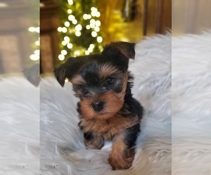Yorkshire Terrier Puppy for Sale in NEVADA, Texas USA