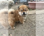 Puppy Princess Chow Chow
