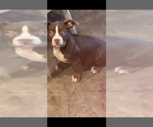 American Bully Puppy for sale in WACO, TX, USA