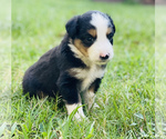 Small Photo #4 Miniature Australian Shepherd Puppy For Sale in OPELIKA, AL, USA