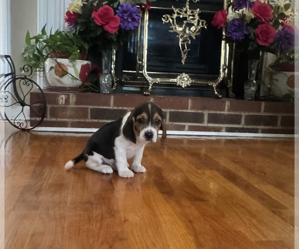 Medium Photo #1 Beagle Puppy For Sale in NATHALIE, VA, USA