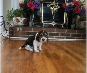 Beagle Puppy for sale in NATHALIE, VA, USA