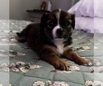 Small #5 Mutt