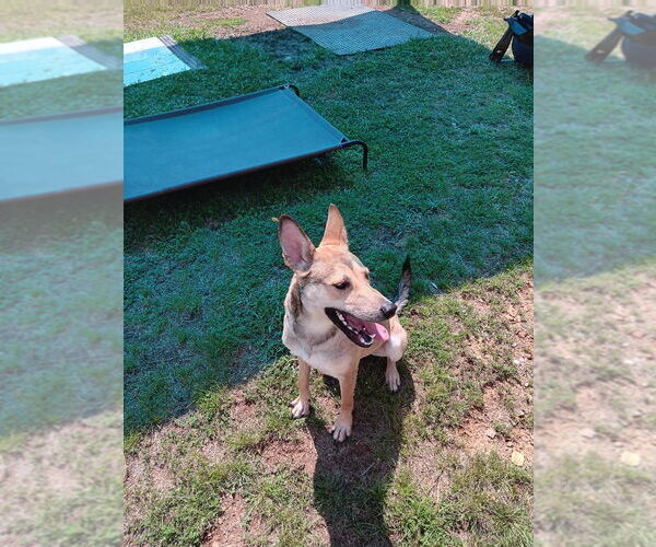 Medium Photo #10 Carolina Dog-Unknown Mix Puppy For Sale in Bryant, AR, USA