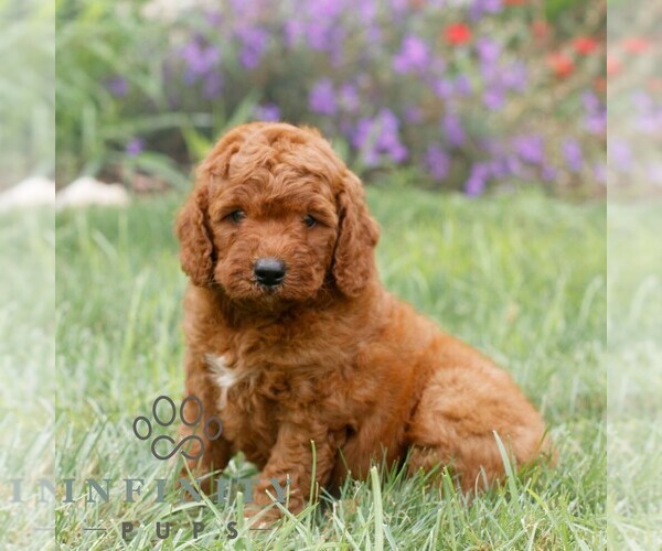 Medium Photo #2 Miniature Labradoodle Puppy For Sale in GORDONVILLE, PA, USA