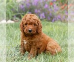 Small #1 Miniature Labradoodle