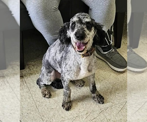 Medium Photo #2 Poodle (Miniature) Puppy For Sale in Westwood, NJ, USA