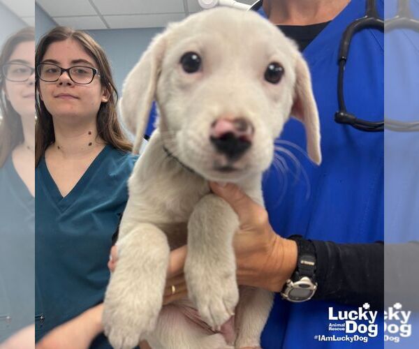 Medium Photo #3 Labrenees Puppy For Sale in Washington, DC, USA