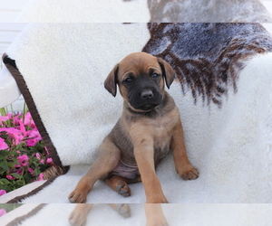 Boxador Puppy for sale in SHILOH, OH, USA