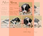 Small Photo #4 Australian Shepherd Puppy For Sale in LANCASTER, PA, USA