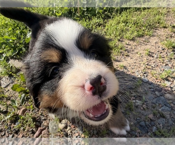 Medium Photo #22 Bernese Mountain Dog Puppy For Sale in ATHENS, WI, USA