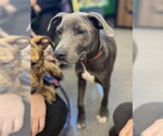 Small #10 American Pit Bull Terrier Mix