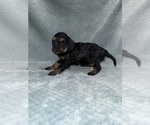 Small Photo #48 Cavapoo mix (+ Poodle Miniature) Puppy For Sale in MUNFORDVILLE, KY, USA