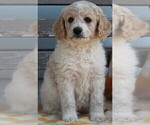 Small Photo #2 Poodle (Standard) Puppy For Sale in FREDERICKSBURG, OH, USA