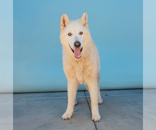 Medium Photo #2 Alaskan Malamute-Unknown Mix Puppy For Sale in Pasadena, CA, USA