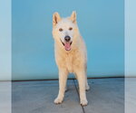 Small #1 Alaskan Malamute Mix