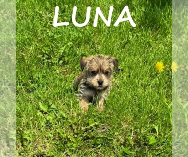 Medium Photo #3 Carkie Puppy For Sale in HARTLAND, MN, USA