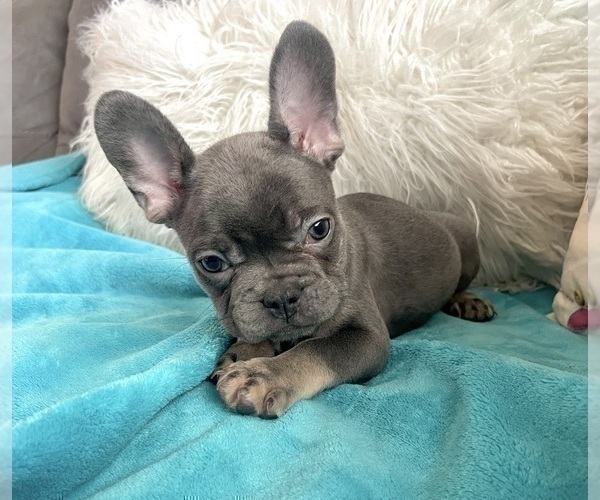 Medium Photo #13 French Bulldog Puppy For Sale in LITITZ, PA, USA