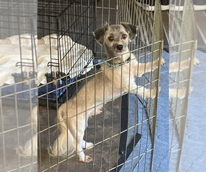 Scout - Male Havanese Dog for Adoption - Photo #4