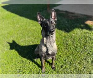 Mutt Dogs for adoption in Grovetown, GA, USA