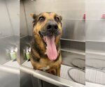 Small #1 Mutt