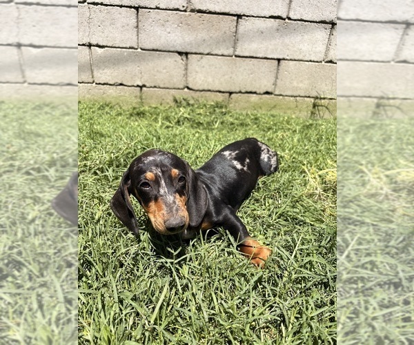 Medium Photo #5 Dachshund Puppy For Sale in SAN BERNARDINO, CA, USA