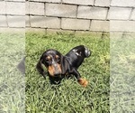 Small #4 Dachshund