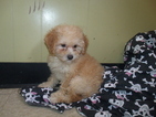 Small Photo #3 Poochon Puppy For Sale in PATERSON, NJ, USA