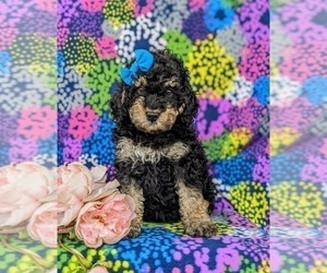 Miniature Bernedoodle-Poodle (Miniature) Mix Puppy for sale in OXFORD, PA, USA