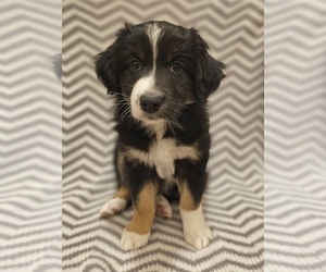Australian Shepherd Puppy for sale in HILLIARD, FL, USA