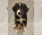 Image preview for Ad Listing. Nickname: Ivy